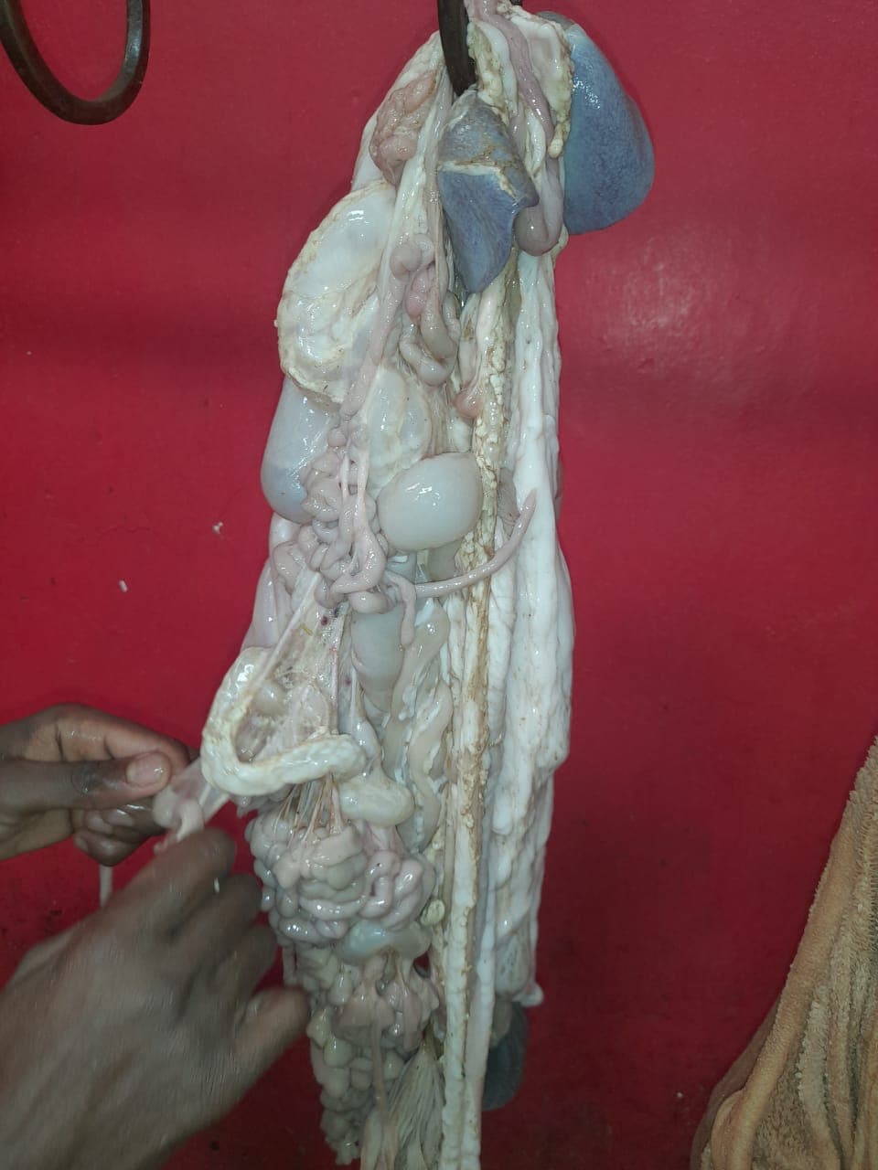 Goat Meat
